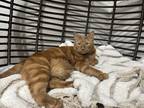 Adopt Rory a Orange or Red (Mostly) Calico / Mixed (short coat) cat in