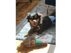 Adopt Koda a Black - with Tan, Yellow or Fawn Dachshund / Pomeranian / Mixed dog