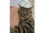 Adopt Mylo Ren Lewis a Tiger Striped Tabby / Mixed (short coat) cat in Winston