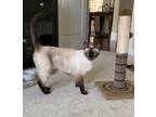 Adopt SONNY a Cream or Ivory Siamese (short coat) cat in Cleveland