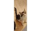 Adopt Princess a Spotted Tabby/Leopard Spotted Egyptian Mau cat in Manchester