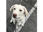 Adopt Sasha a Great Pyrenees / Labrador Retriever dog in Brooklyn, NY (37919318)
