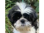 Adopt Glowing Lady a Black - with White Shih Tzu / Japanese Chin dog in