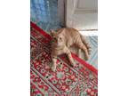 Adopt Tigger a Spotted Tabby/Leopard Spotted Egyptian Mau (short coat) cat in
