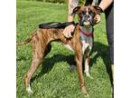 Adopt Moose a Brindle Boxer / Mixed dog in Novelty, OH (39145522)