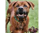 Adopt Cleff a Boxer / Mixed Breed (Large) / Mixed dog in Greensboro