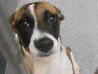 Adopt PIPPY a Tricolor (Tan/Brown & Black & White) Rat Terrier / Parson Russell