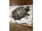 Adopt WENDY a Turtle - Other reptile, amphibian, and/or fish in Tustin