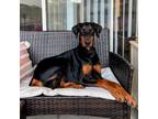 Adopt Murphy a Black Doberman Pinscher / Mixed dog in Vail, AZ (39093399)