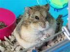 Adopt APPLE a Hamster (medium coat) small animal in Diamond Springs