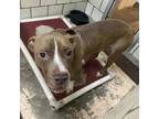 Adopt Soso a Pit Bull Terrier / Mixed dog in Starkville, MS (39145486)