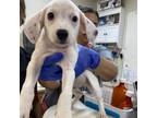Adopt Max a White - with Tan, Yellow or Fawn Labrador Retriever / Mixed dog in