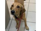 Adopt Bo a Tan/Yellow/Fawn Hound (Unknown Type) / Mixed dog in Starkville