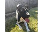 Adopt Sally a Black American Staffordshire Terrier / Pit Bull Terrier / Mixed
