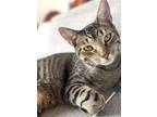 Adopt Benny is a beautiful cuddly boy! a Brown Tabby Domestic Shorthair / Mixed