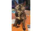 Adopt Jynx a Tortoiseshell American Shorthair / Mixed (short coat) cat in