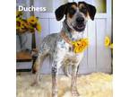 Adopt Dutchess a Black Blue Heeler / Mixed Breed (Medium) / Mixed dog in Yuma