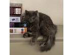 Adopt Kima a Gray or Blue Domestic Mediumhair / Mixed (medium coat) cat in Glen