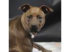 Adopt Dolly a Rhodesian Ridgeback / Labrador Retriever / Mixed dog in Houston