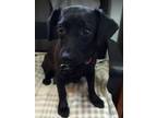 Adopt Dolly a Black Dachshund / Mixed Breed (Small) / Mixed dog in Barrington