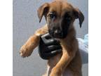 Adopt Rose a Brown/Chocolate German Shepherd Dog / Mixed dog in San Antonio