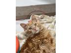 Adopt Mercer and Madrona a Orange or Red Tabby Domestic Longhair / Mixed (long