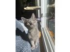 Adopt Hubcap a Gray or Blue Domestic Shorthair / Mixed (short coat) cat in