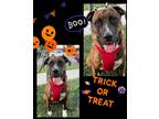 Adopt MELANIE a Brindle Boxer / Mastiff / Mixed dog in Downey, CA (39145334)