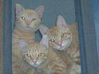 Adopt Johnny A Orange Or Red Tabby Domestic Shorthair (short Coat) Cat In