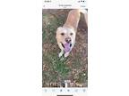 Adopt Berry a White - with Tan, Yellow or Fawn Labrador Retriever / Mixed dog in