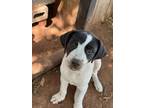 Adopt Pansy Coral a Black - with White Pointer / American Pit Bull Terrier /