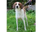 Adopt Macy a White - with Brown or Chocolate Foxhound / Beagle / Mixed dog in