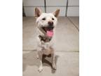 Adopt JB a White Shiba Inu / Mixed dog in Blythewood, SC (39145032)