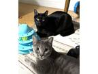 Adopt Cosmo & Luna, bonded sweethearts! a All Black Bombay / Mixed (short coat)