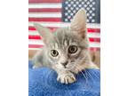 Adopt Indy a Gray, Blue or Silver Tabby Domestic Shorthair (short coat) cat in