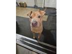 Adopt Chanel a Tan/Yellow/Fawn Shar Pei / Xoloitzcuintle/Mexican Hairless /