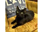 Adopt Raindrop a All Black Domestic Shorthair / Mixed cat in Port Richey