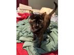 Adopt Buttons a Calico or Dilute Calico American Shorthair (short coat) cat in