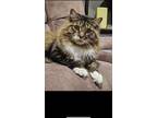 Adopt Jinx a Brown Tabby Maine Coon (long coat) cat in Franklinville