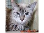 Adopt Smokey a Tiger Striped Siamese / Mixed cat in FREEPORT, FL (39144729)
