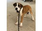 Adopt Stella a Brown/Chocolate - with White Beagle / Foxhound / Mixed dog in