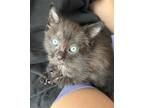 Adopt Charlotte a Brown or Chocolate (Mostly) American Shorthair / Mixed (short