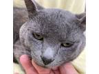 Adopt Cheeks a Gray or Blue Russian Blue (short coat) cat in Patterson