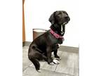 Adopt Bucatini a Black - with White Basset Hound / Labrador Retriever / Mixed