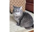 Adopt Frank a Gray or Blue (Mostly) Norwegian Forest Cat / Mixed cat in La