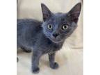 Adopt Indrik a Gray or Blue Russian Blue (short coat) cat in Leesburg