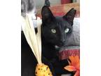 Adopt Ebony a All Black Domestic Shorthair / Mixed cat in Columbus