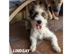 Adopt LINDSAY a White - with Black Jack Russell Terrier / Poodle (Miniature) dog