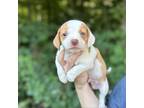 Adopt Get Your Shine On a Tan/Yellow/Fawn Jack Russell Terrier / Beagle / Mixed