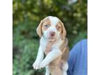 Adopt I Hope You Dance a Brown/Chocolate Jack Russell Terrier / Beagle / Mixed